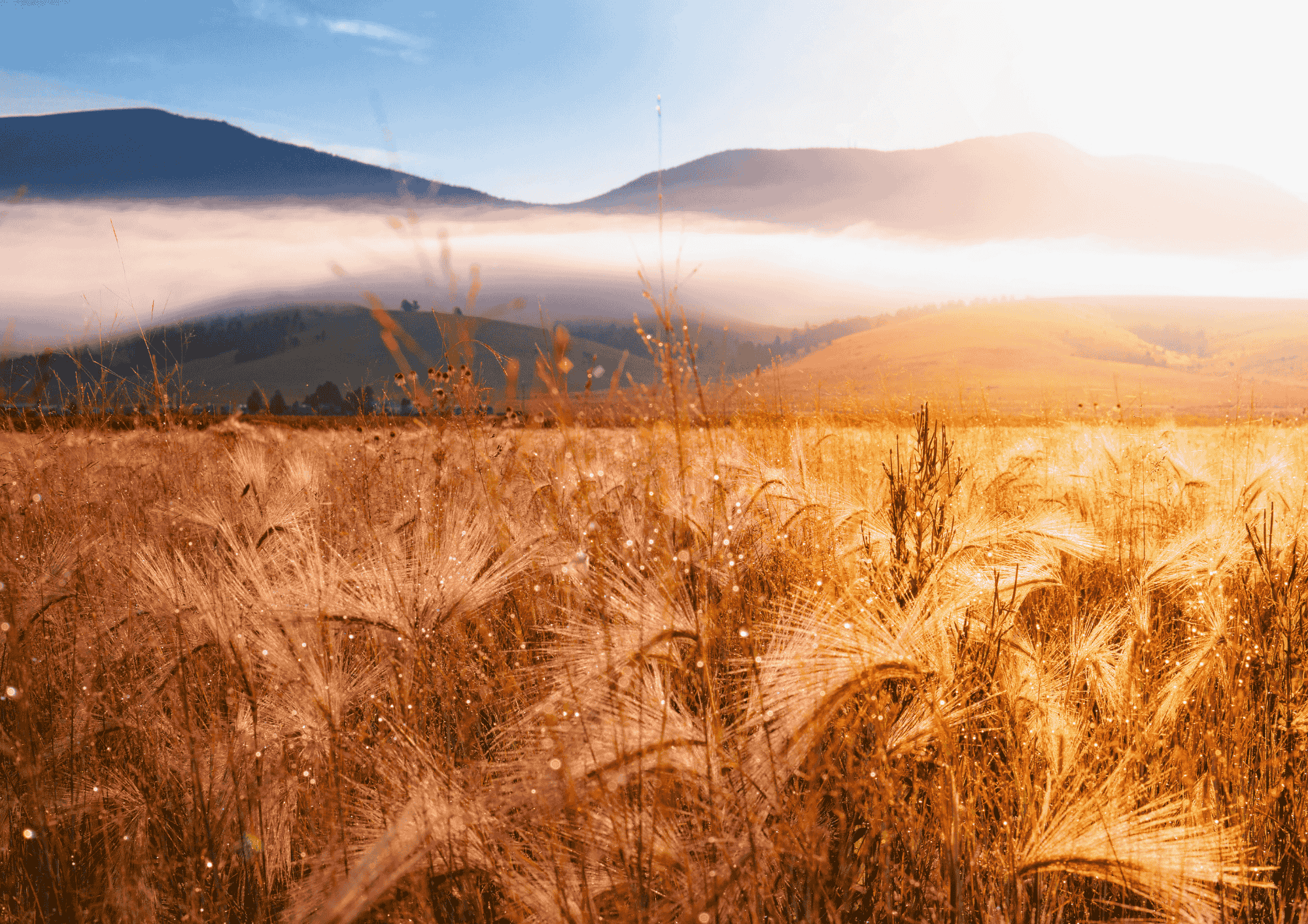 BREAD OF LONGEVITY (2)