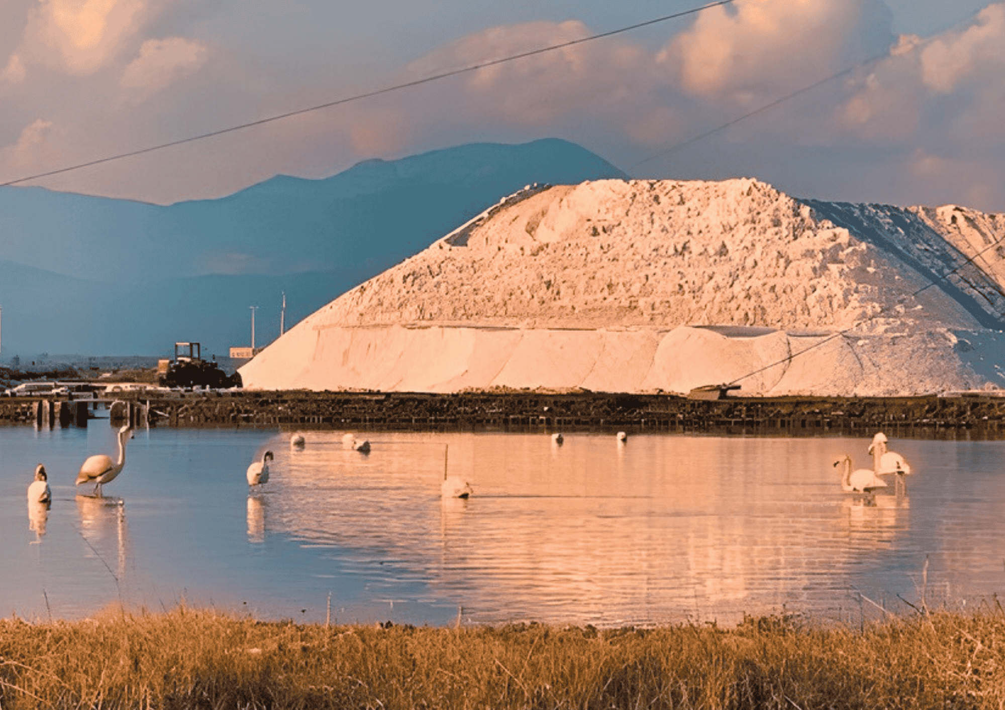 SALT & FLAMINGOS (1)