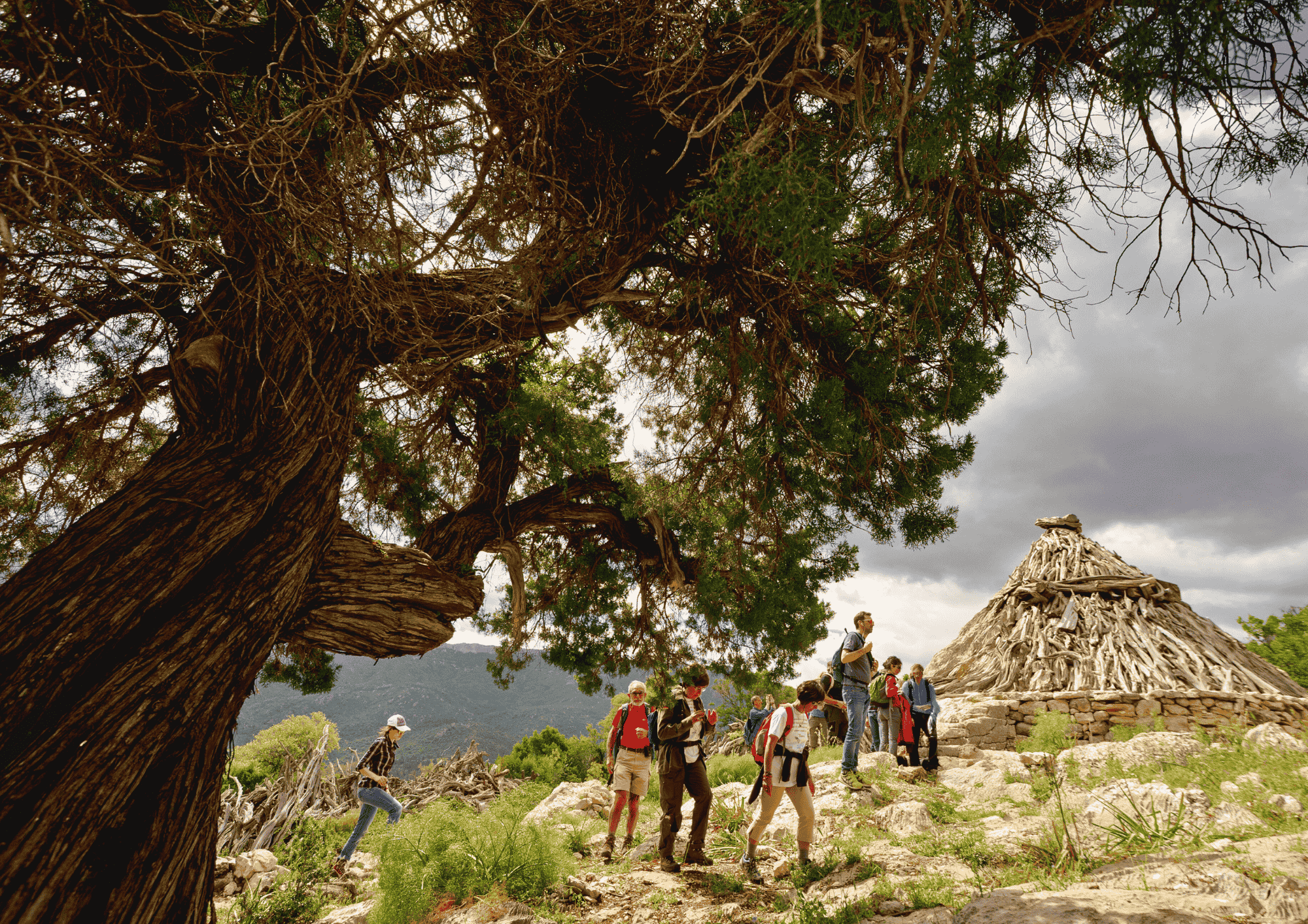 THE SHEPHERD’S TABLE (1)